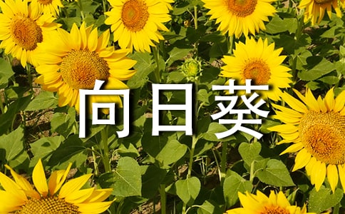 (�؂�)���տ�����15ƪ