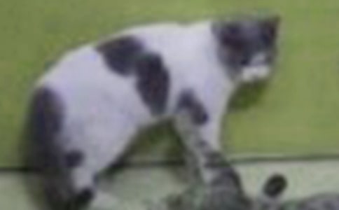 �ҵĄ�(d��ng)������С؈�����ģ����x22ƪ��