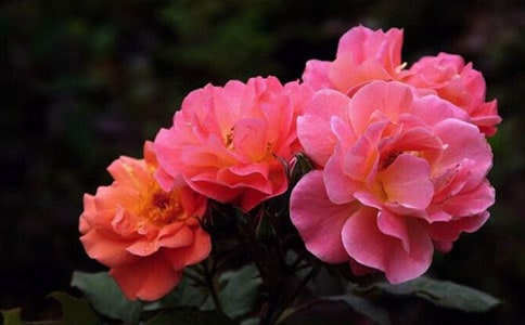 �¼�������